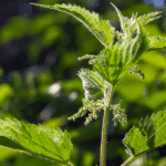 Juni im Garten: Effektiv düngen