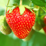 Juni im Garten: Erdbeeren