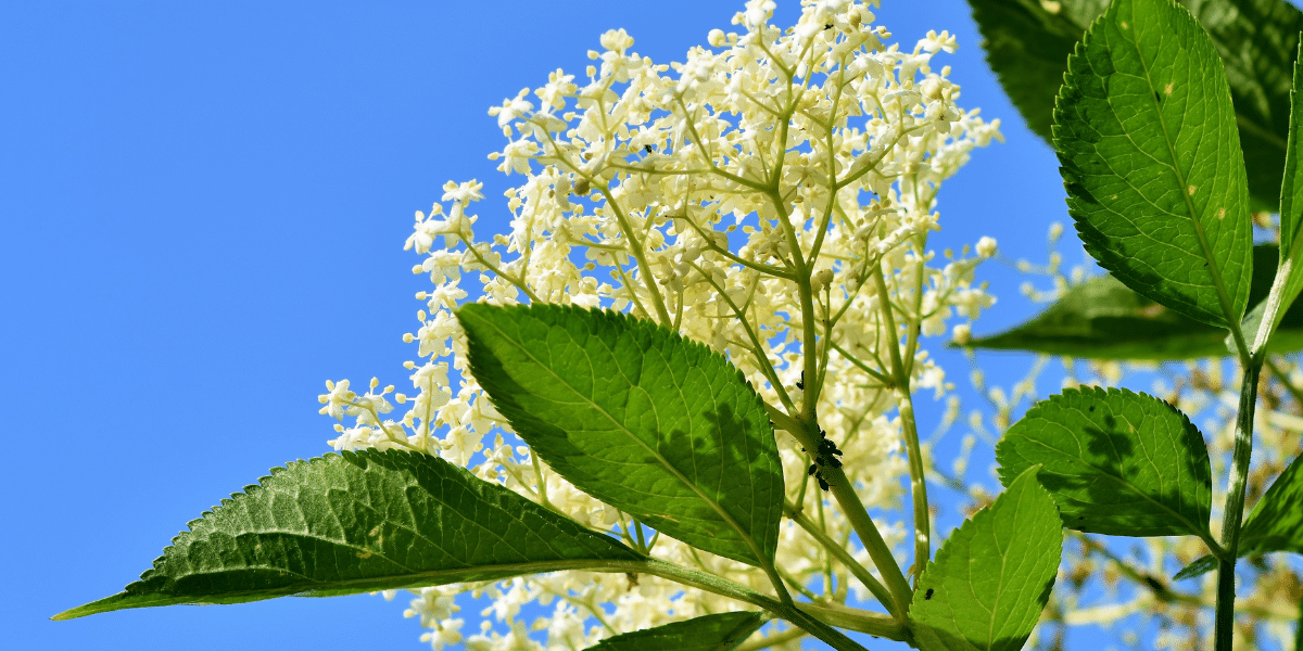Juni im Garten: Holundersekt - Minerva VISION