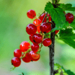 Juni im Garten: Johannisbeerernte