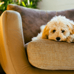 Wer Probleme mit Hunden hat