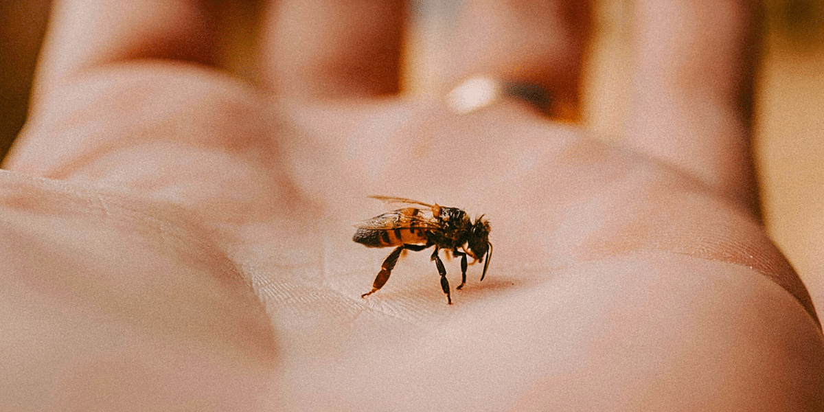 Insektengiftallergie: Im Notfall schnell handeln