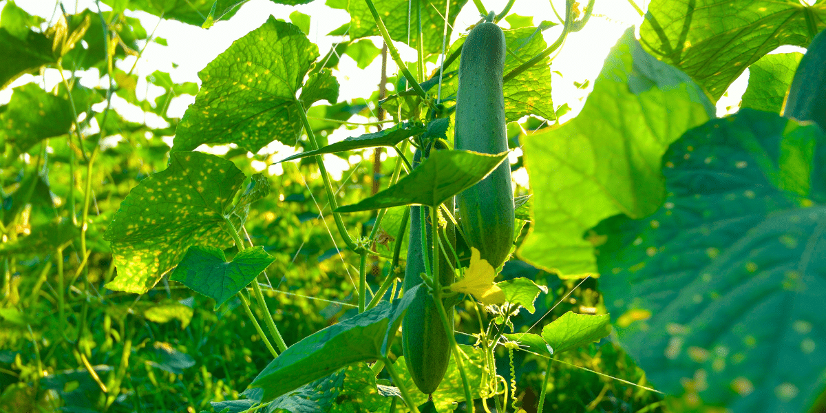 August im Garten: Gurke