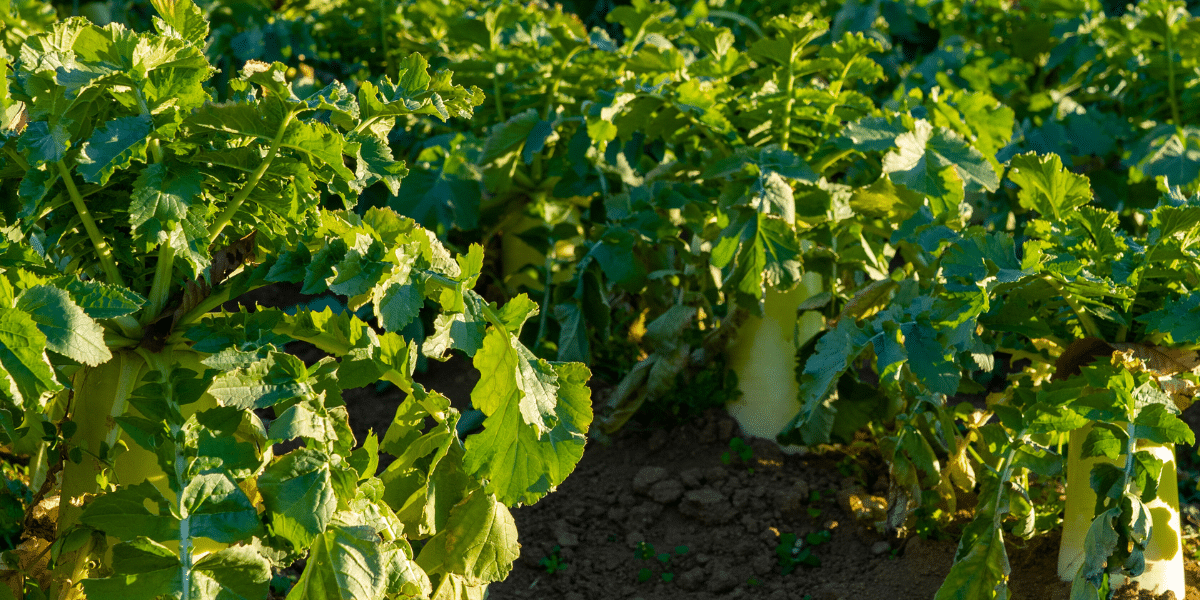 August im Garten: Herbst- und Winterrettich