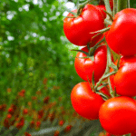 August im Garten: Tomaten
