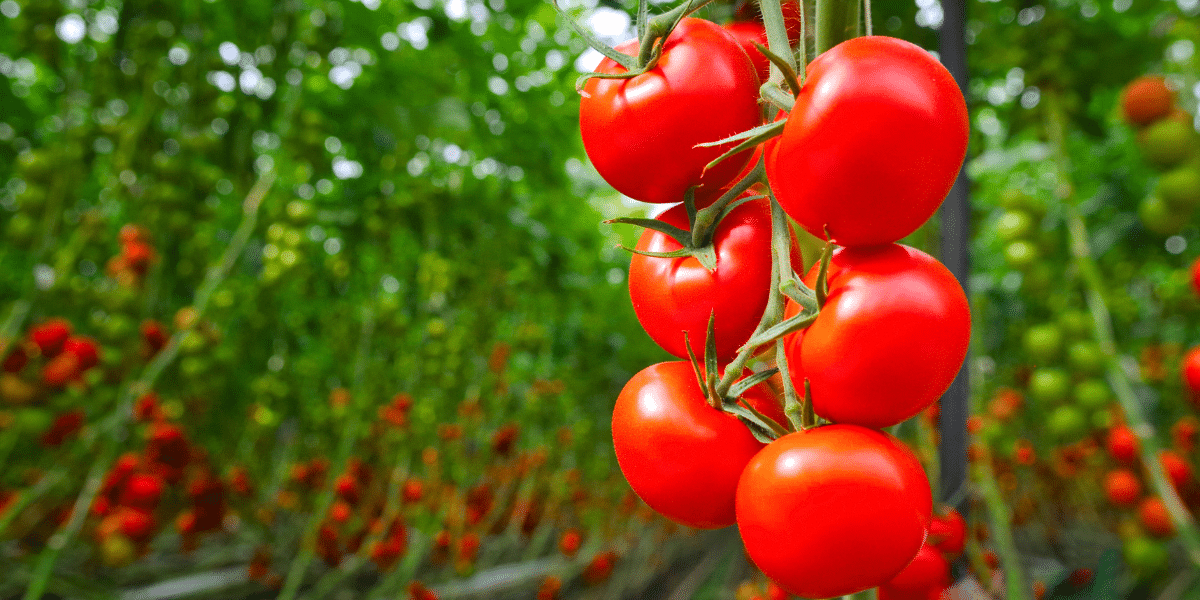 August im Garten: Tomaten