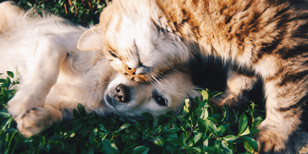 Die besten Magazine für Tierfreunde