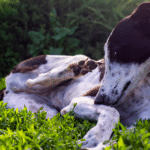 Wie halte ich meinen Hund flohfrei?