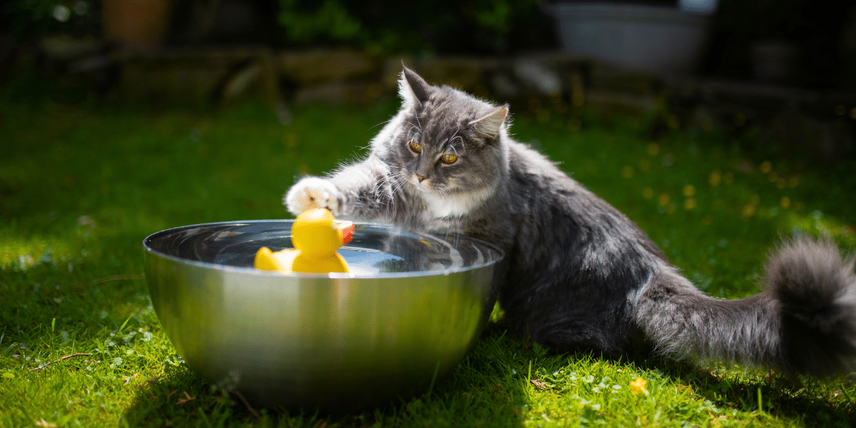 Katzen und Wasser – ob das klappt?