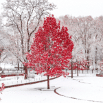 Ziergarten im Winter: Immergrüne Pflanzen richtig gießen