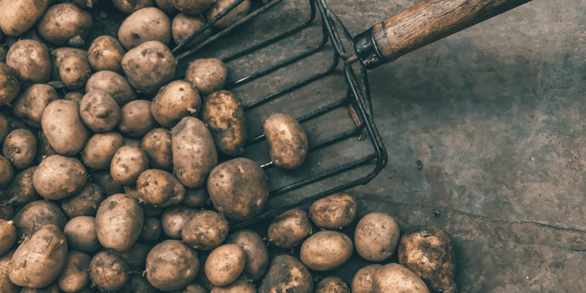 Kartoffeln richtig lagern im Winter