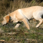 Hunde im Einsatz – Warum Bindung wichtiger ist als Training