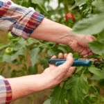 Damit die Tomaten rot und gesund bleiben