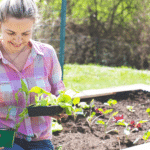 Februar im Garten: Mistbeet vorbereiten