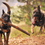 Cheyenne und Nitro – Dualdiensthunde für die Bundespolizei