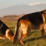 Kendo und Chessy – Einsatz an der Bosnischen Grenze