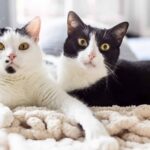 Sind die Gelenke deiner Katze fit?