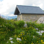 Wie naturnah ist dein Garten?