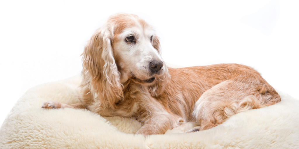 Leidet dein Hund an Arthrose?