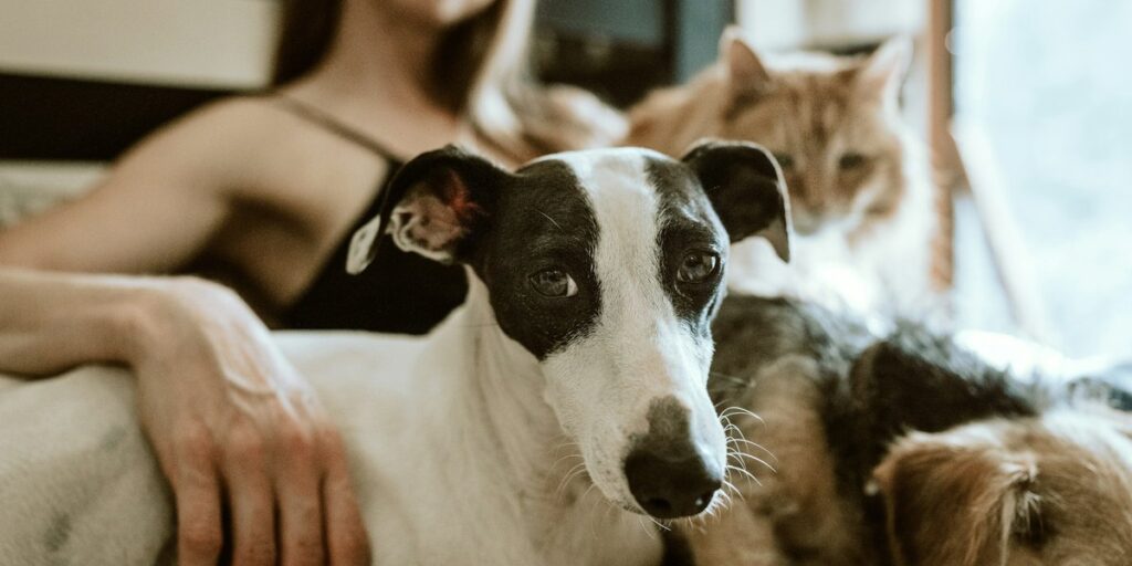Haustiere gut für die Psyche: Was Tiere wirklich bewirken und ob zwei doppelt so viel geben