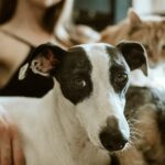 Haustiere gut für die Psyche: Was Tiere wirklich bewirken und ob zwei doppelt so viel geben