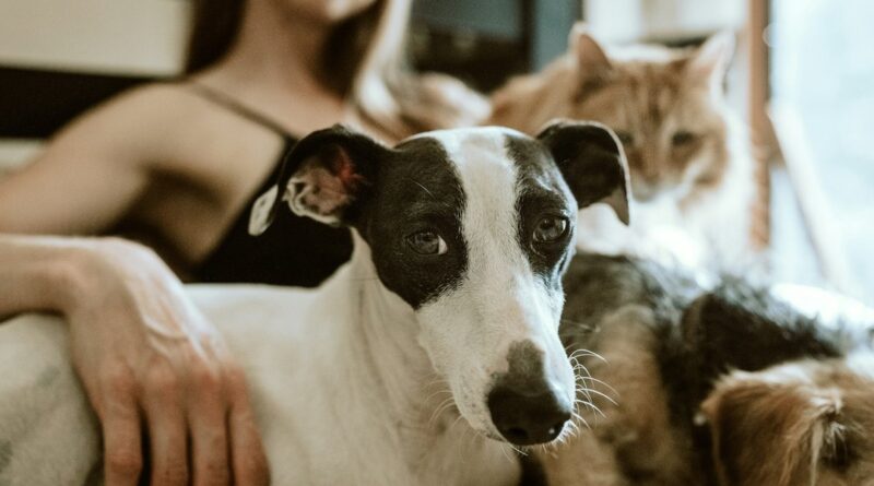 Ein Windhund, eine Katze und ein weiterer Hund liegen dicht bei ihrer Halterin auf dem Sofa