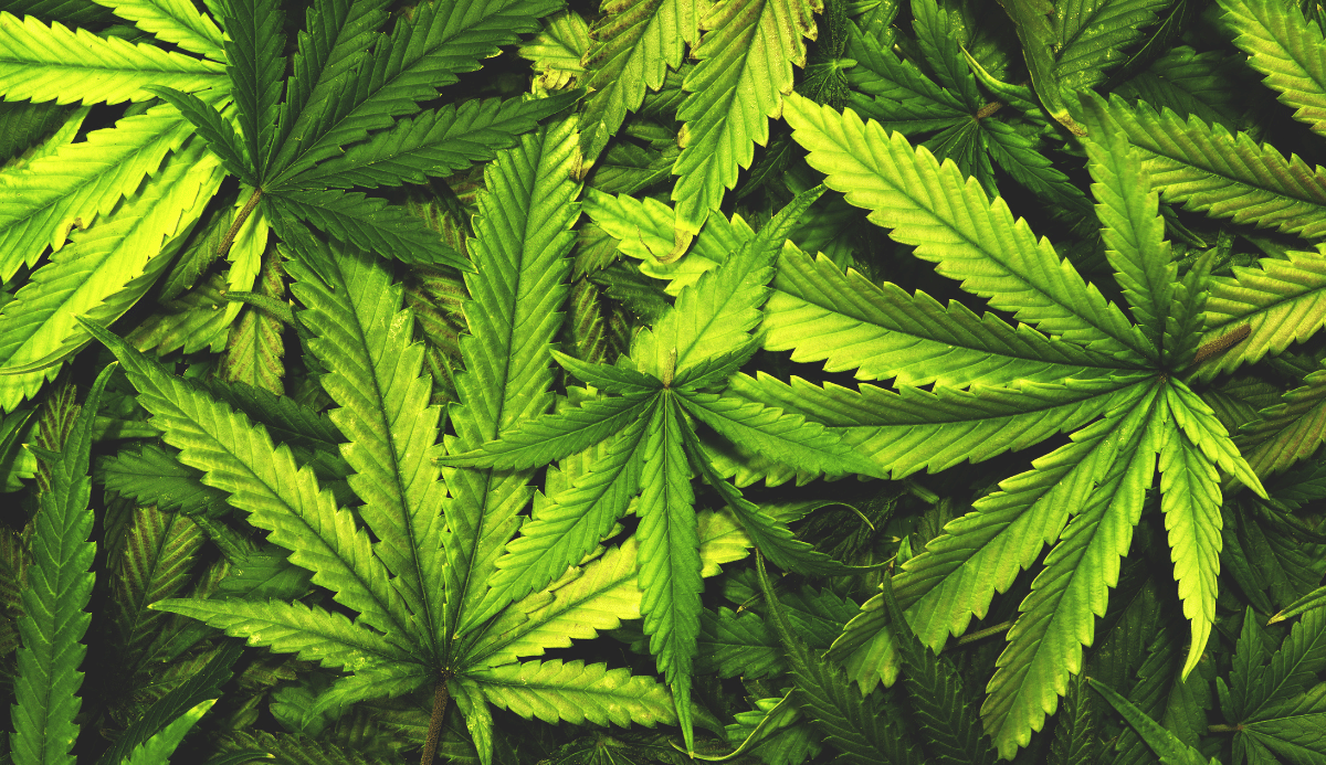 Was kann Cannabis?