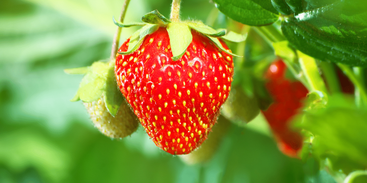 Juni im Garten: Erdbeeren