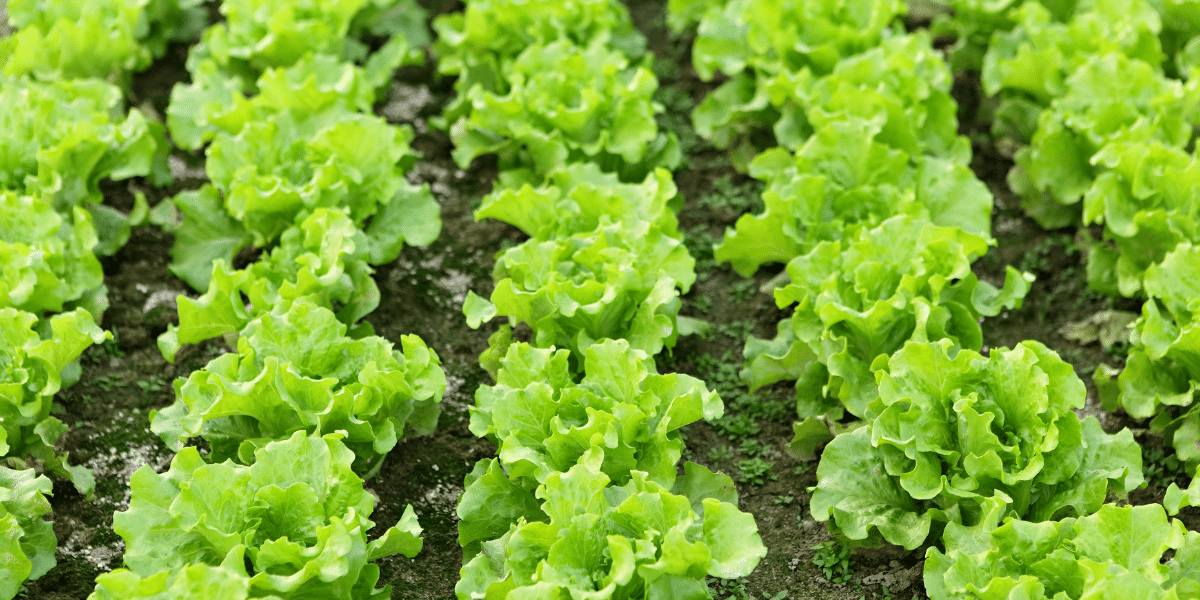 Juni im Garten: Kopfsalat