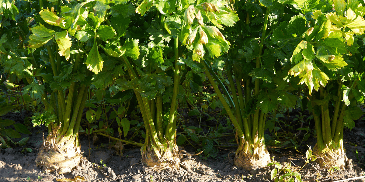 Gemüsegarten im Juni